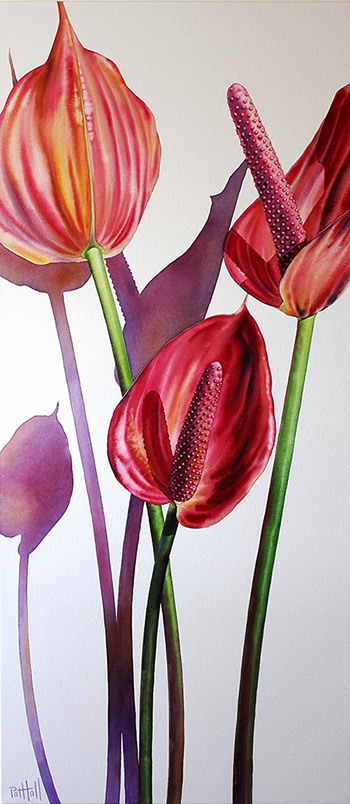Anthuriums III by Pat Hall | Lethbridge Gallery